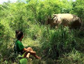 Programme matinal avec les éléphants à Pattaya