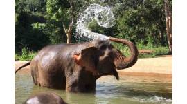 Programme matinal avec les éléphants à Pattaya