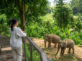 Phuket Elephant Sanctuary — 90 минут