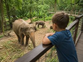 Phuket Elephant Sanctuary — 90 минут