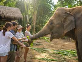 Частная экскурсия Phuket Elephant Sanctuary