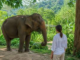 Наблюдение за слонами Phuket Elephant Care в Sakhu