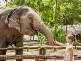 Наблюдение за слонами Phuket Elephant Care в Sakhu